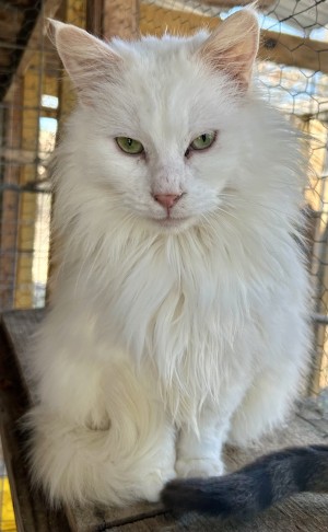 Photo of Mr Kitty
