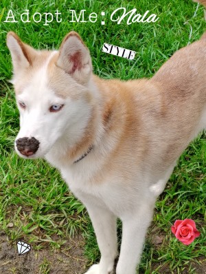 Photo of Nala