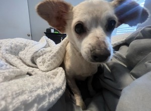 Photo of Millie