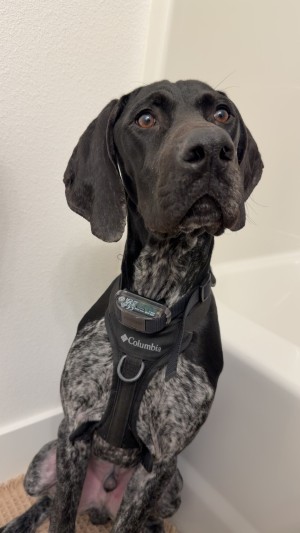 Photo of Buck