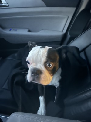 Photo of Moo