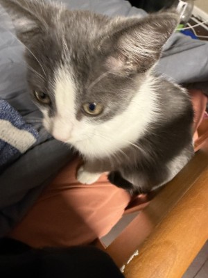 Photo of Sage
