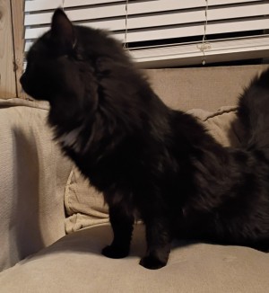 Photo of Mr Whiskers