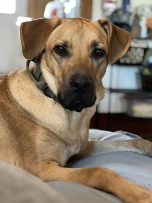 Photo of Copper