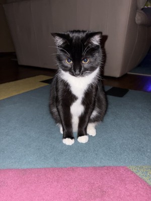 Photo of Midnight Rider