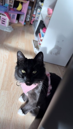 Photo of Star Butterfly