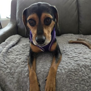 Photo of Daisy