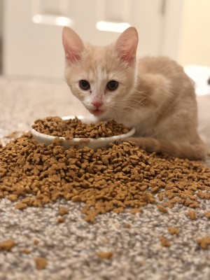 Photo of Peaches