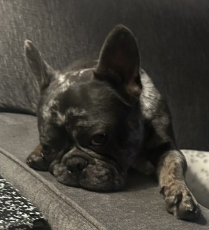 Photo of Moose