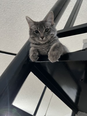Photo of Kitty