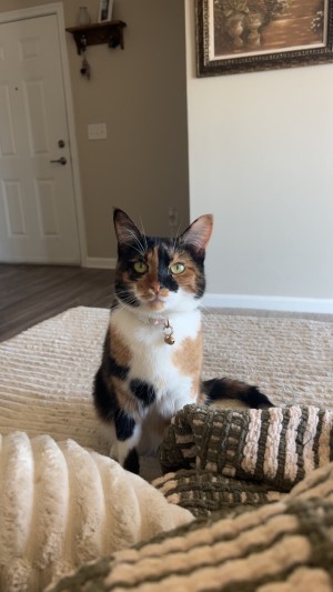 Photo of Beans
