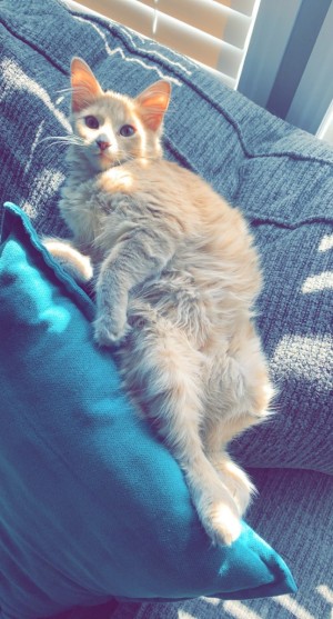 Photo of Fluff