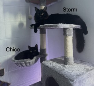Photo of Storm And Chico