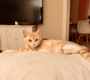 Photo of Miel (Honey)