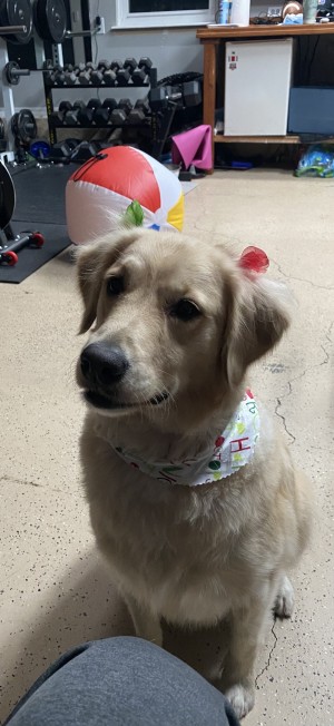 Photo of Dolly