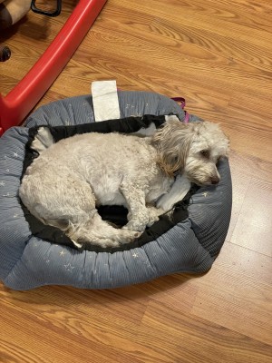 Photo of Missy Buttercup