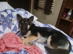 Photo of Cheyenne