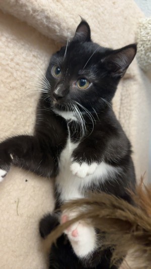 Photo of Cinnamoroll