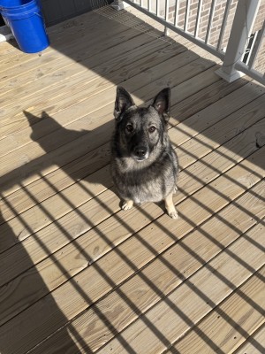Photo of Loki