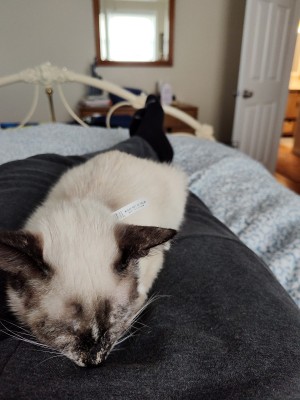 Photo of MaoMao