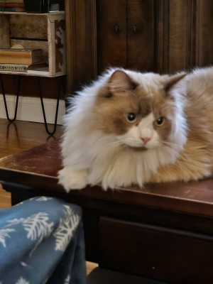 Photo of Sampson