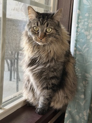 Photo of Cypress