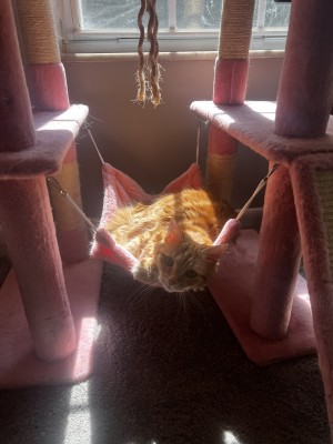 Photo of Allie