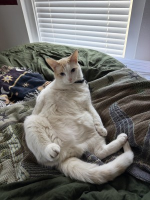 Photo of Otis