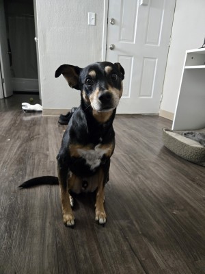 Photo of Obi