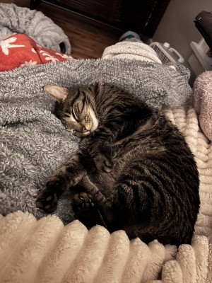 Photo of Maximus