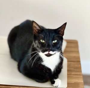 Photo of Mustache