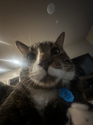 Photo of Doctor Meowtins