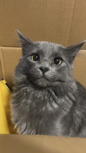 Photo of Gizmo