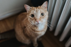 Photo of Sammy