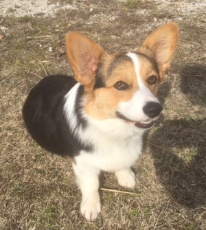 Photo of Freya