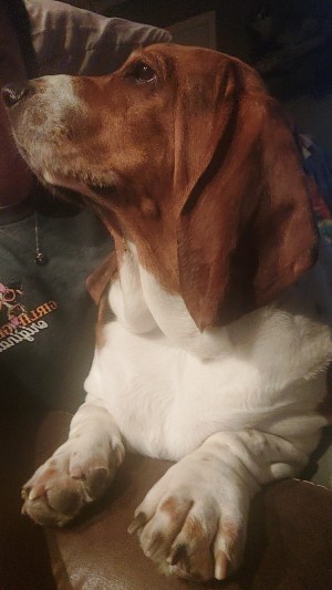 Photo of Odie