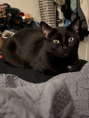 Photo of Toothless