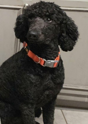 Photo of REX