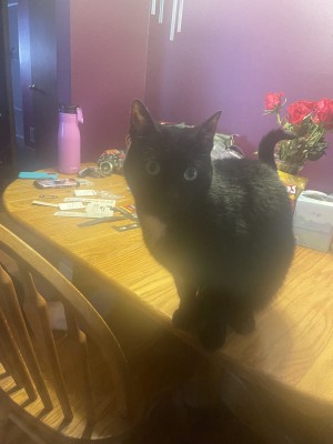 Photo of Pebbles