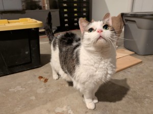 Photo of Mittens