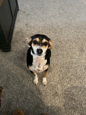 Photo of Daisy