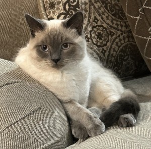 Photo of Obi