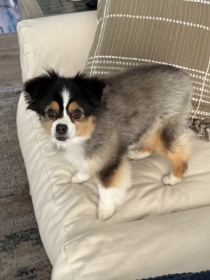 Photo of Rocky