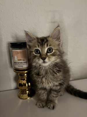 Photo of Bella