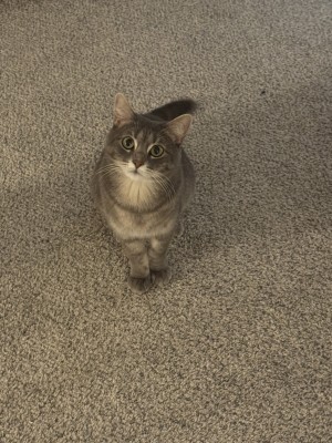 Photo of Grapey