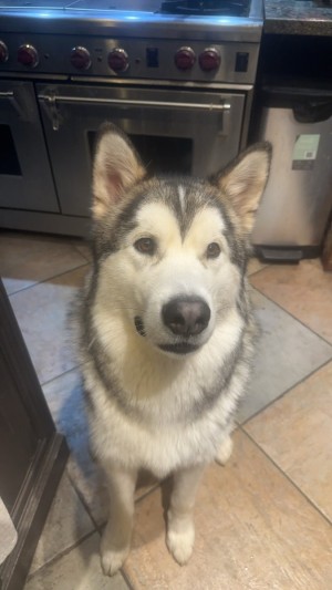 Photo of Max