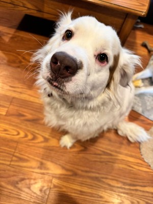 Photo of Ranger
