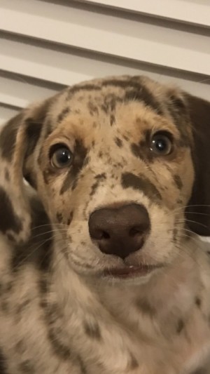 Photo of Boo