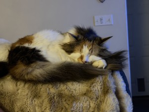 Photo of Poppy