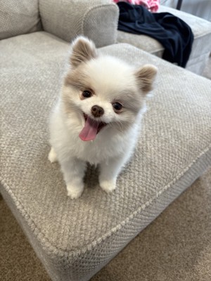 Photo of Fur Nugget
